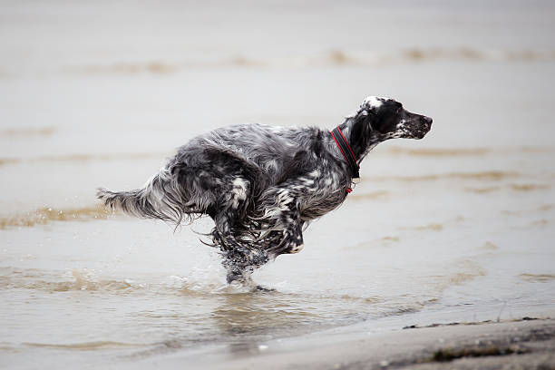 English Setter on the beach