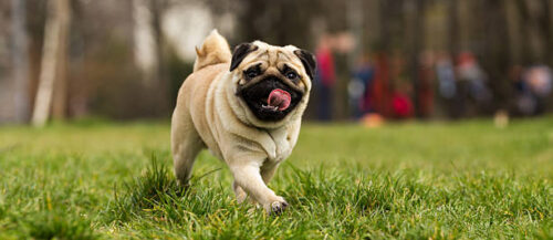 pug dog in a park