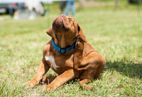 Dogue de Bordeaux (French Mastiff) puppy trying to get rid off fleas.