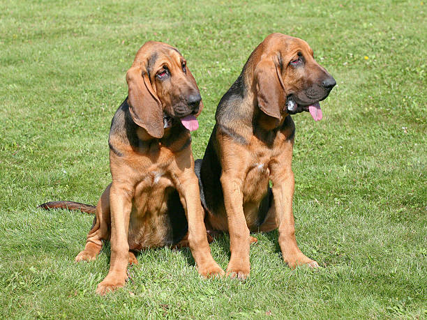 The portrait of pair of Bloodhound dogs in the garden