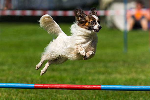 Close up of a papillon dog on an agility course. The dog is jumping over the high jump obstacle. Despite of its small size it looks very determined and elegant. The straight, long, fine white coat has extra frill on the chest, ears, legs and the tail. The color mask on the head is black an brown. The Papillon is a very intelligent and self-assured dog that has a very easy time learning new tricks.