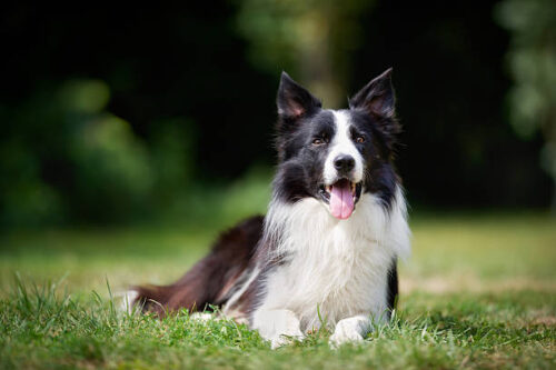 Purebred border collie outdoors on a summer day.