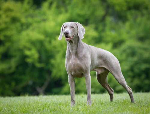 Purebred Weimaraner dog outdoors in the nature on grass
