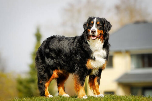 Purebred berner sennenhund,