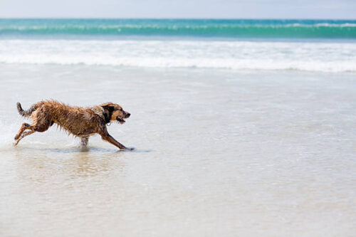 Playing fetch in the surf with a 'Berger Picard' breed of dog.