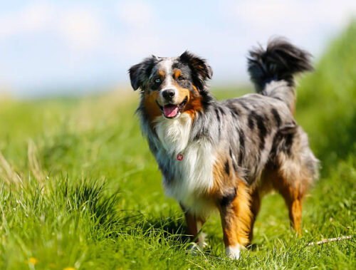 Old brown, black and white border collie standing in the grass.