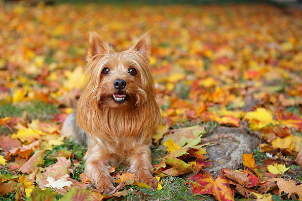 golden silky terrier in golden autum leaves