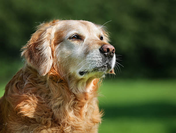 Purebred Golden Retriever dog outdoors on a sunny summer day.