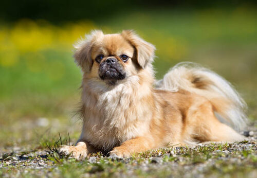 Purebred Tibetan Spaniel dog outdoors in the nature on grass meadow on a summer day.