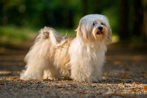 Beautiful young cream havanese dog is standing in wild