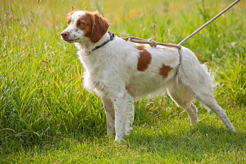 field work with brittany spaniel