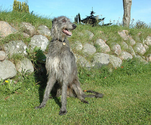 Scottish Deerhound sits beside a stone wall