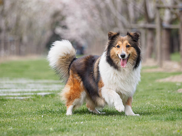 Purebred Shetland Sheepdog outdoors in the nature