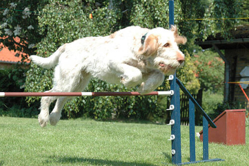 Tis is my spinone dog jumping an obstacle on an agility lane. He is seen just in middle of the jump, and appears to hover over the obstacle.
