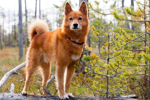 hunting dog on the fallen tree