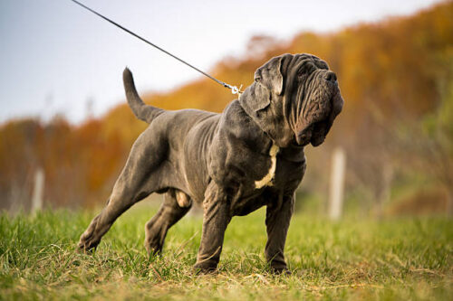 Dog Neapolitane Mastiff