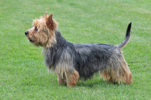 Typical Australian Terrier in the spring garden