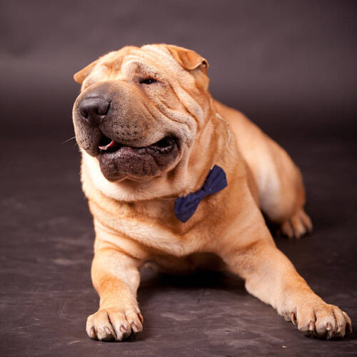 Elegant Sharpei dog in studio