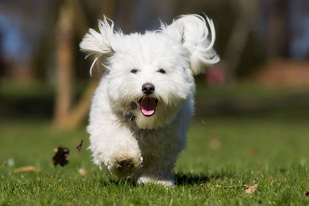 A purebred Coton de Tulear dog running without leash outdoors in the nature on a sunny day.
