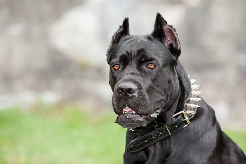 Black dog on the background of a concrete wall. Breed Cane Corso.