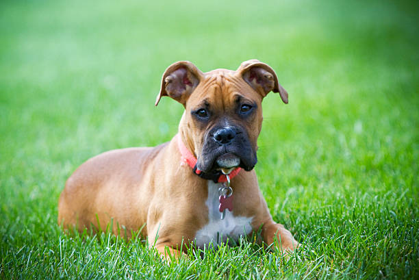 Boxer dog shitting on grass