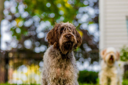 Korthals Griffon or wire-haired pointing griffon puppy at 1 year. female