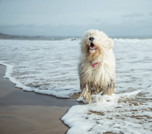 Old English Sheepdog playing on beach