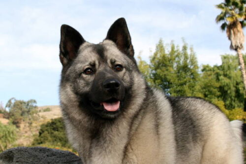 Norwegian Elkhound dog panting