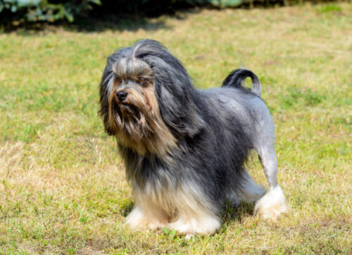 Little Lion Dog is on the grass in park.