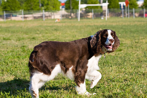 english springer spaniel