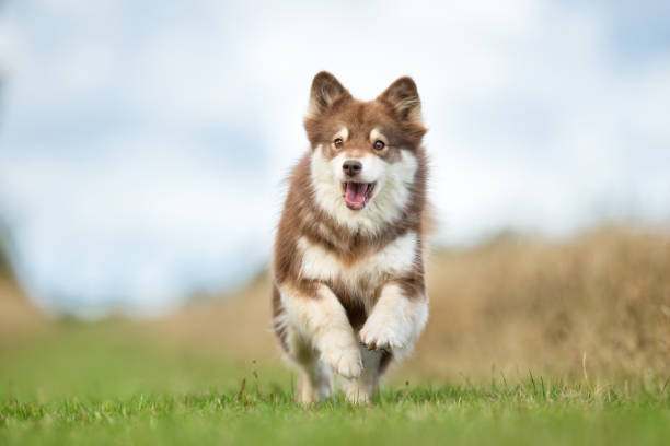 Purebred dog puppy outdoors in the nature on sunny summer day.