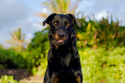 Hawaii, kauai island, beach dog ,beauceron shepard, from Kauai