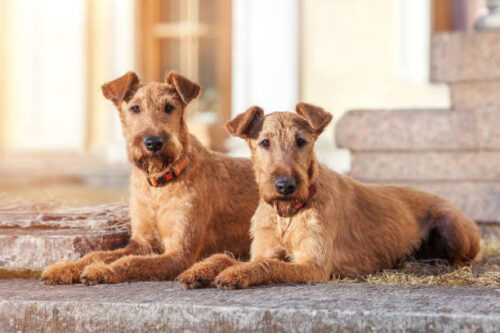 Two red-haired Irish Terrier lie next to the background of the building