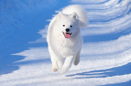 Puppy of Samoyed dog gallops
