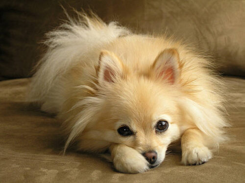 Pomeranian Dog