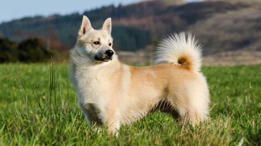 NORWEGIAN BUHUND DOG