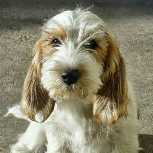 PETIT BASSET GRIFFON VENDEEN DOG