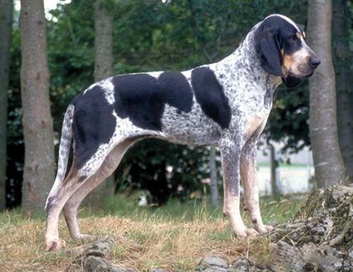 GRAND BLEU DE GASCOGNE DOG