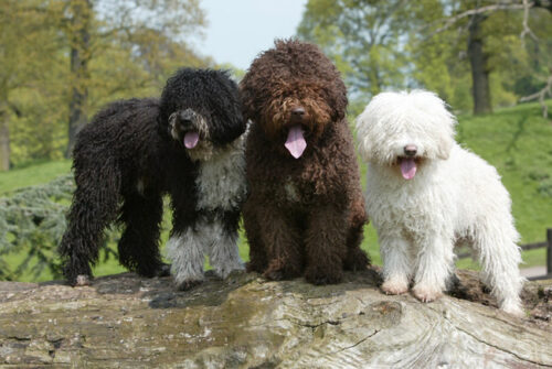 three-spanish-water-dog