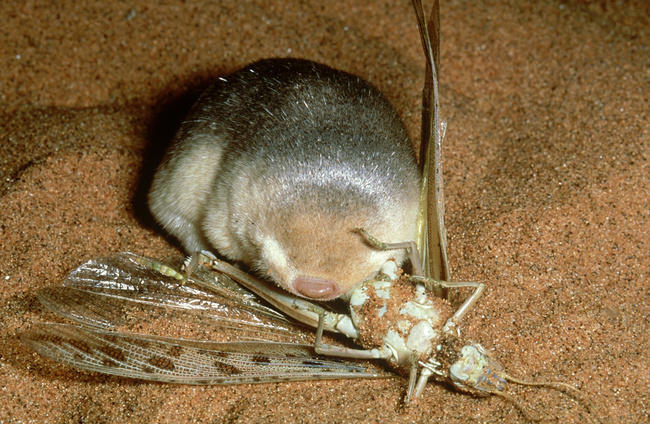 Vente en France uniquement grants golden mole: eremitalpa granti predating a locust namib desert, namibia; FOM