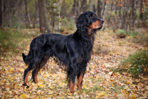 Gordon_Setter