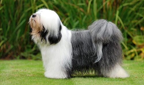 Tibetan Terrier Dog