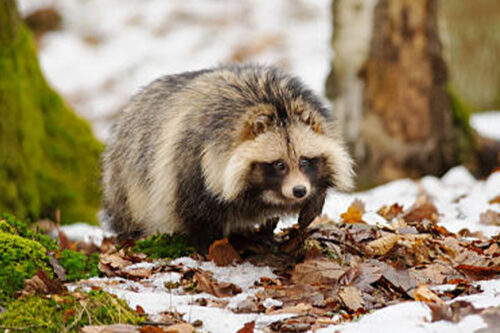 Raccoon dog