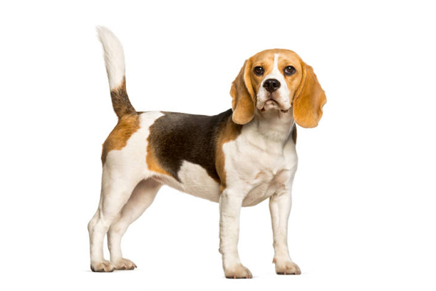 Beaglier
