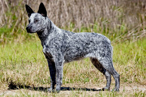 Australian Stumpy Tail Cattle Dog