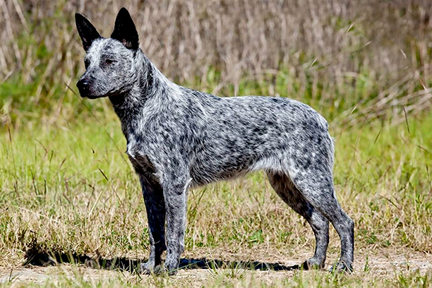 Australian Stumpy Tail Cattle Dog