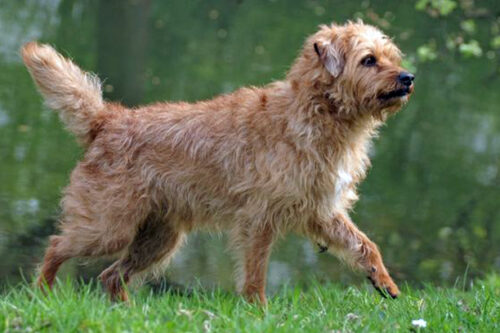 Dutch Smoushond Dog