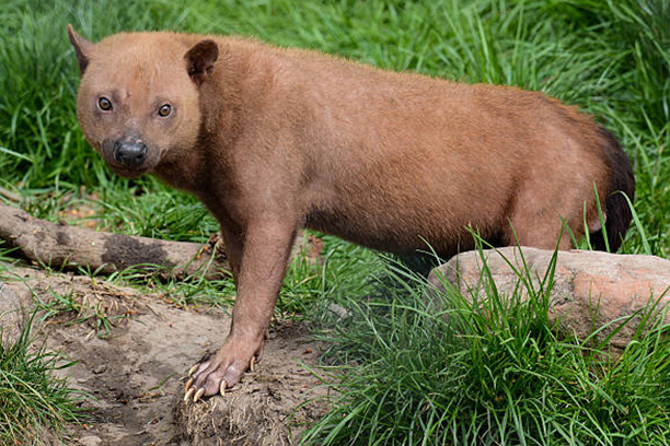 Bush dog